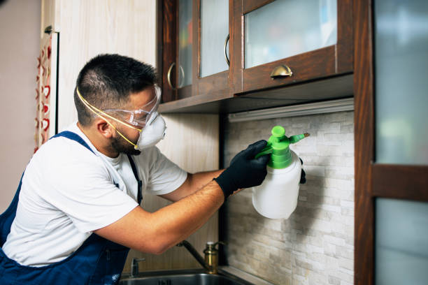 Best Wasp Removal Services  in Yellow Springs, OH
