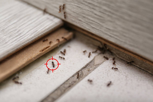 Best Exterminator Services  in Yellow Springs, OH